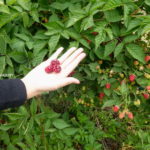 【Travel】Sorell Fruit Farm .::Cherries and Berries::.