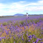 【澳洲遊記】Bridestowe薰衣草農場 .::那年十二月，塔斯滿山遍野的紫::.