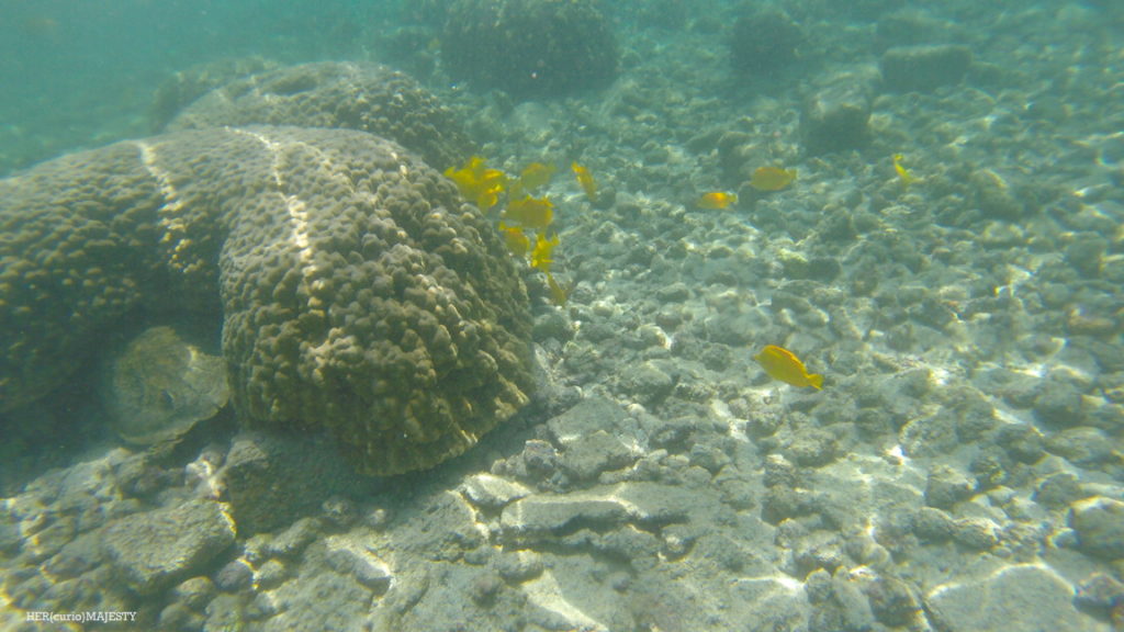 Kahaluu bay