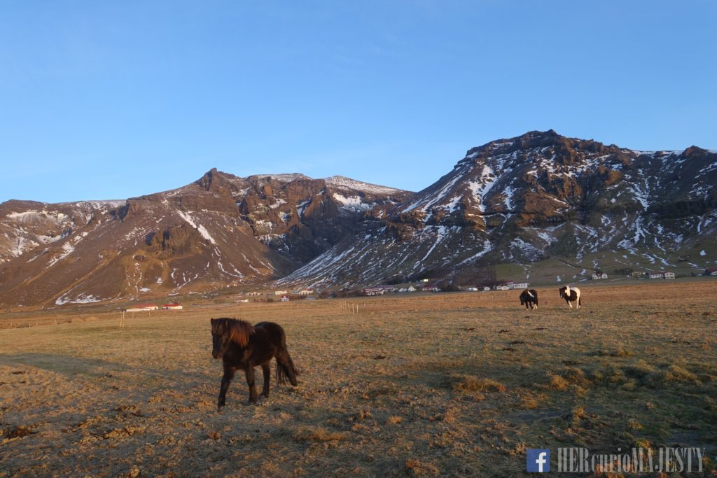 【Magical Iceland】Unicorns! I mean, Icelandic horses!