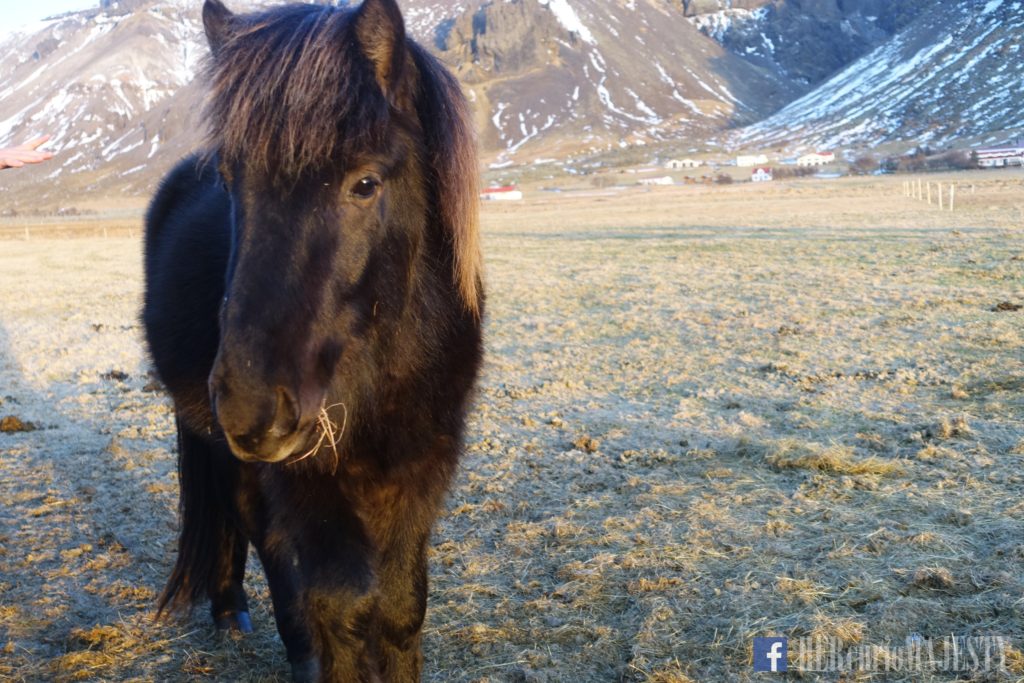 icelandic horses